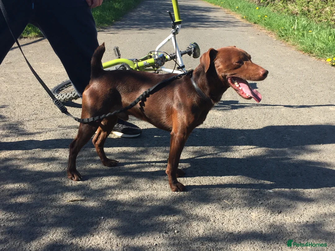 Patterdale Terrier dogs for stud: Chocolate patterdale terrier  - Advert 1