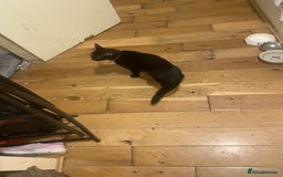 Bombay cats for sale: 3 kittens for sale - Image 12