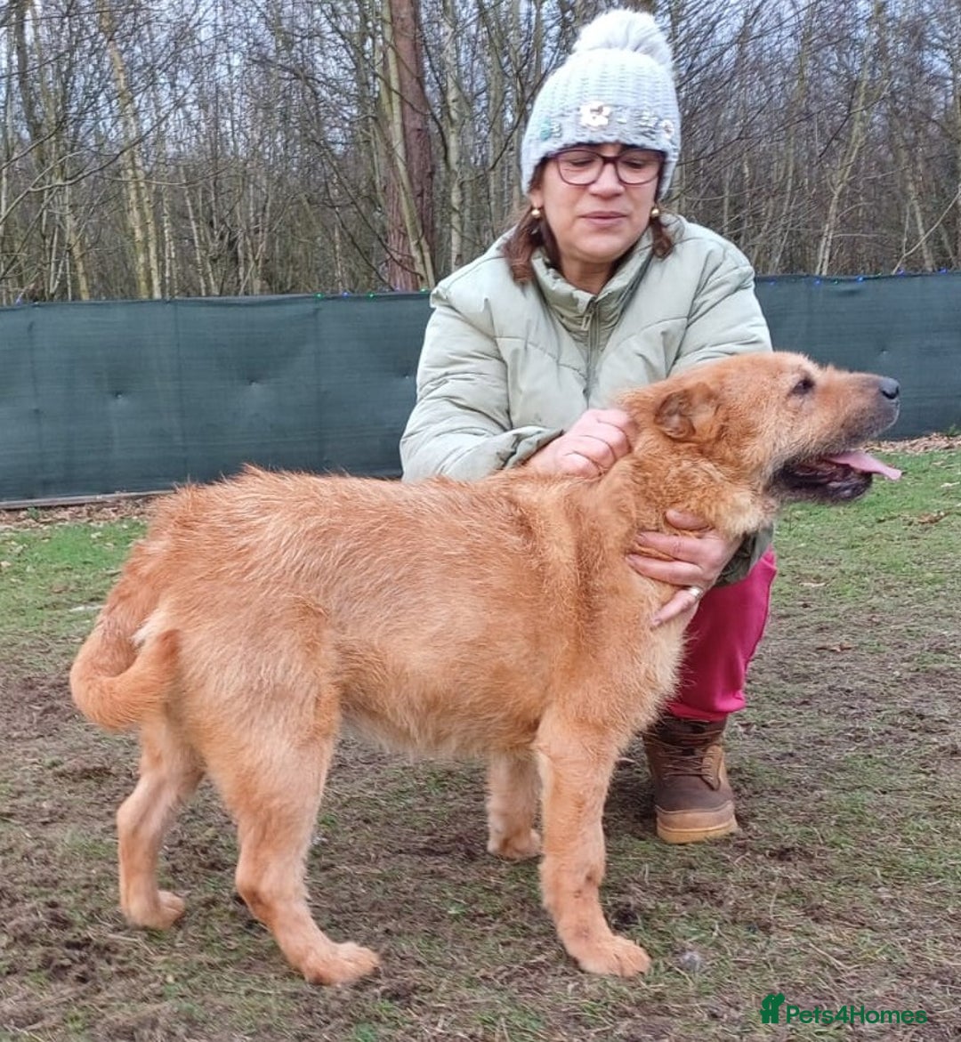 Mixed Breed dogs for adoption: 🐾 Meet IZZY 🐾 💛 A loyal heart & love to give 💛 - Advert 34
