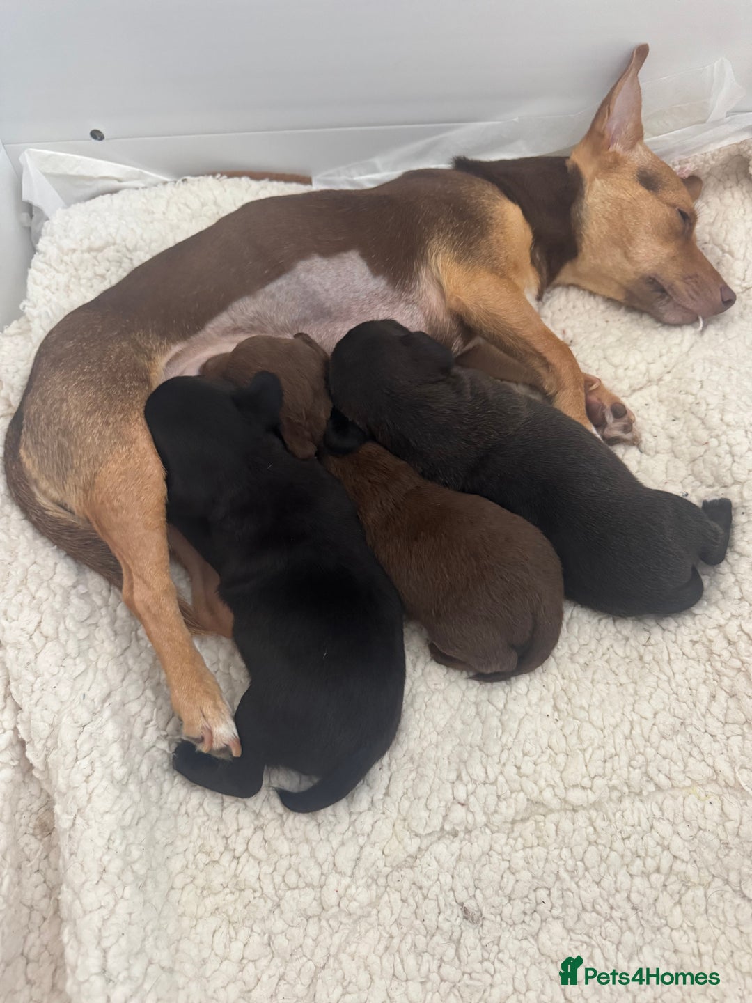 Patterjack dogs for sale: 🐶✨ Patterjack Puppies Ready Soon! ✨🐶 - Image 5