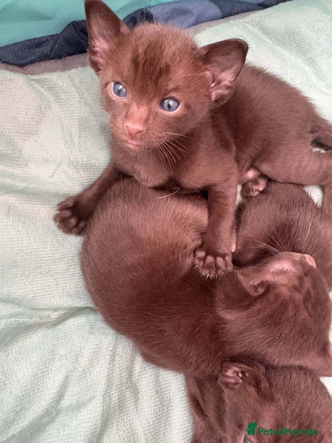 Oriental cats for sale: Chocolate Oriental Kittens  - Advert 7