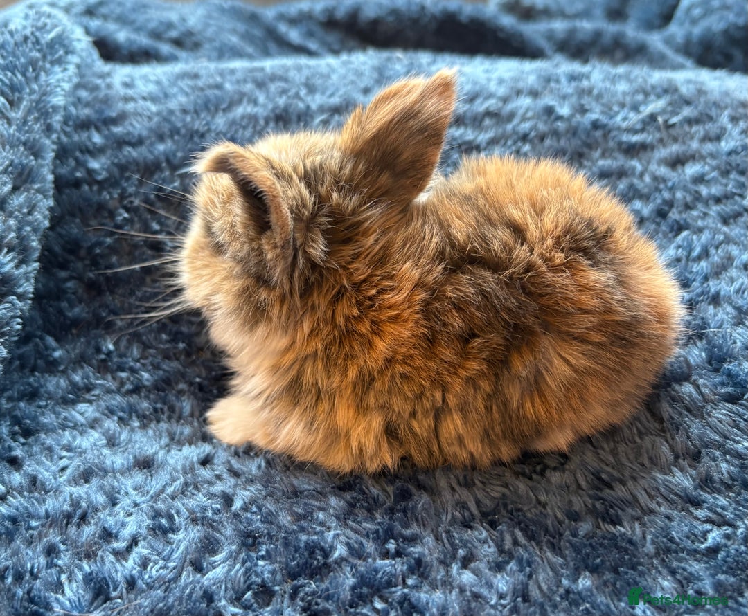 Mini Lop rabbits for sale: Pure Bred Mini Lop babies - Advert 18