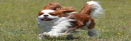 Cavalier King Charles Spaniel dogs for stud: Health Tested Cavalier King Charles For  Stud in Littlehampton - Advert 2