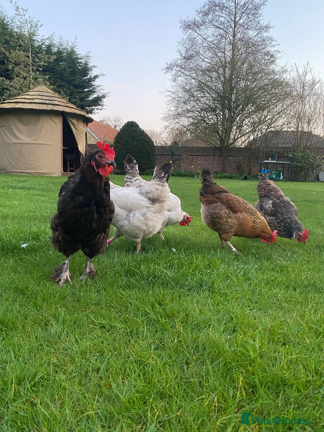 Mixed Breed livestock for sale: Hybrid Green, Dark Brown chicks & hatching eggs   - Advert 3