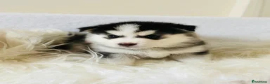 Amur