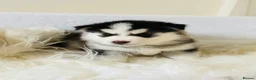 Pomsky dogs for sale: Stunning F3 Pomsky Puppies - Advert 30