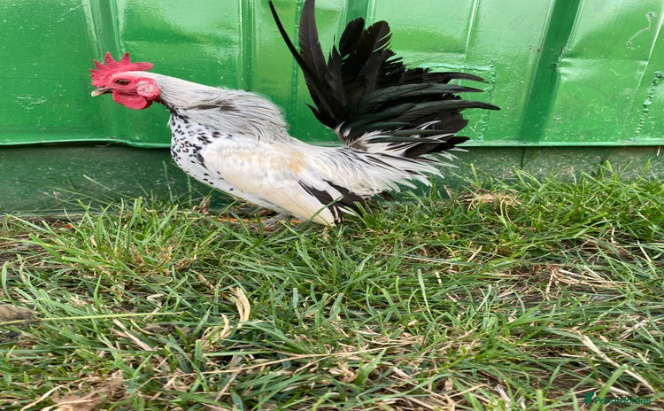 Chickens poultry - Advert 2