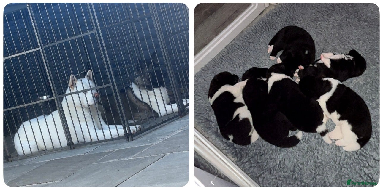 Akita dogs Stunning Akita pups - Advert 3