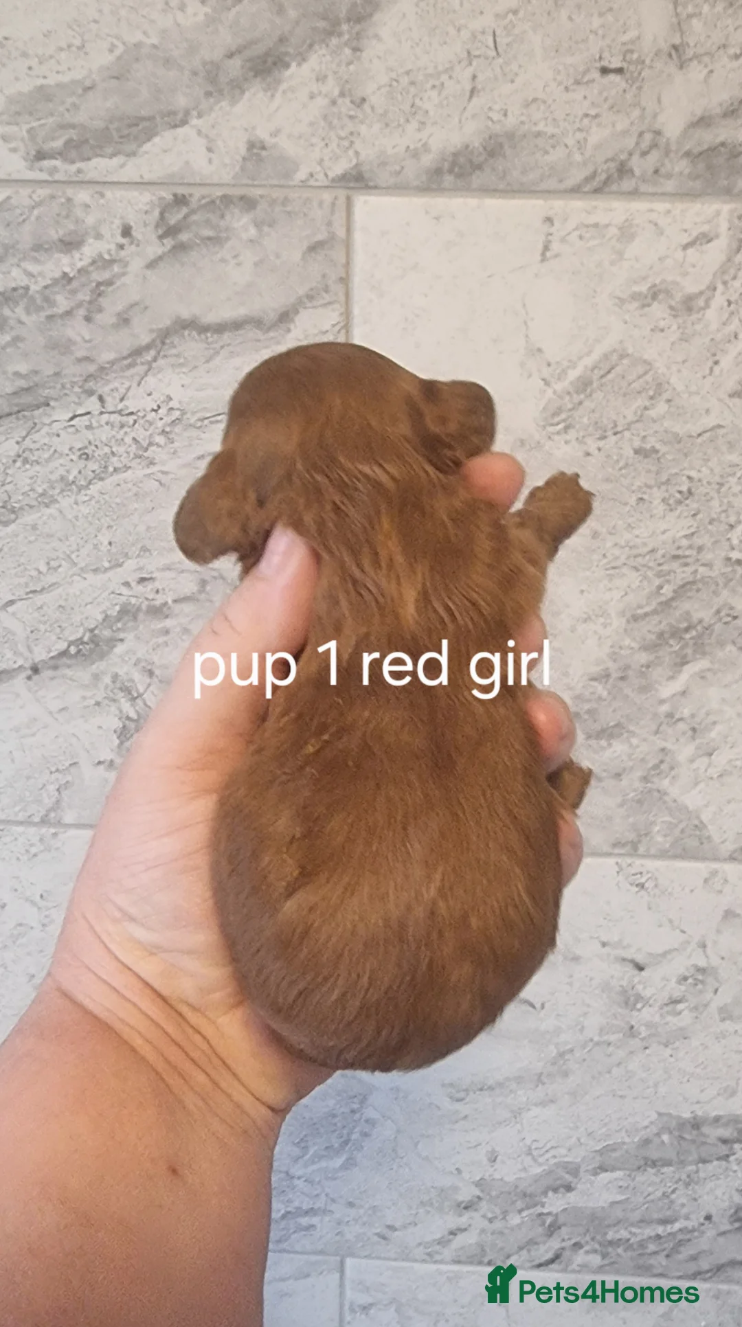 Cavapoo dogs for sale: F1 toy cavapoos in Doncaster - Advert 2