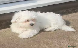 Maltese dogs for sale: Stunning Pure Maltese Puppies - Image 2