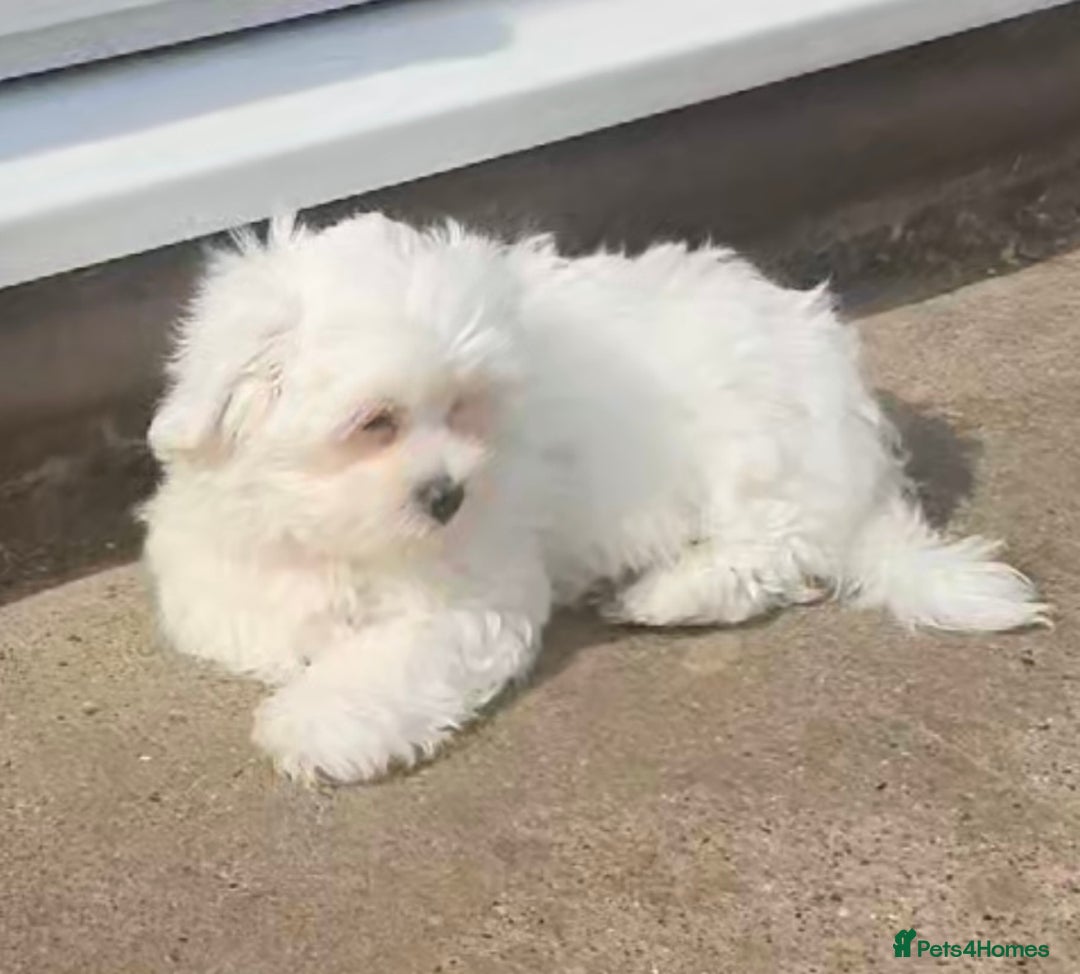 Maltese dogs for sale: Stunning Pure Maltese Puppies - Image 2