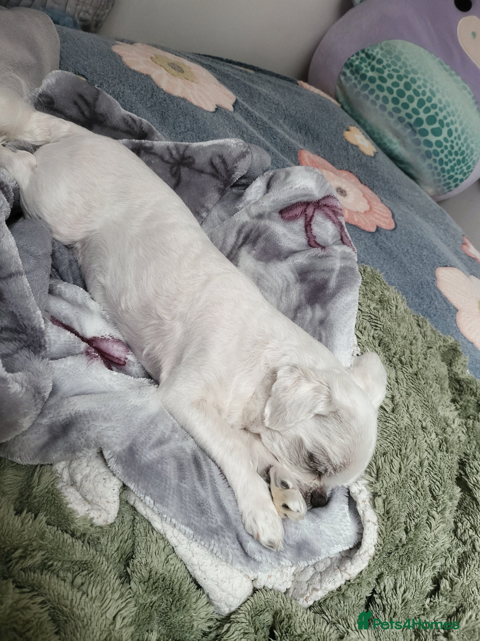 Bichon Frise dogs for sale: Korean Bison very small boy. - Advert 9