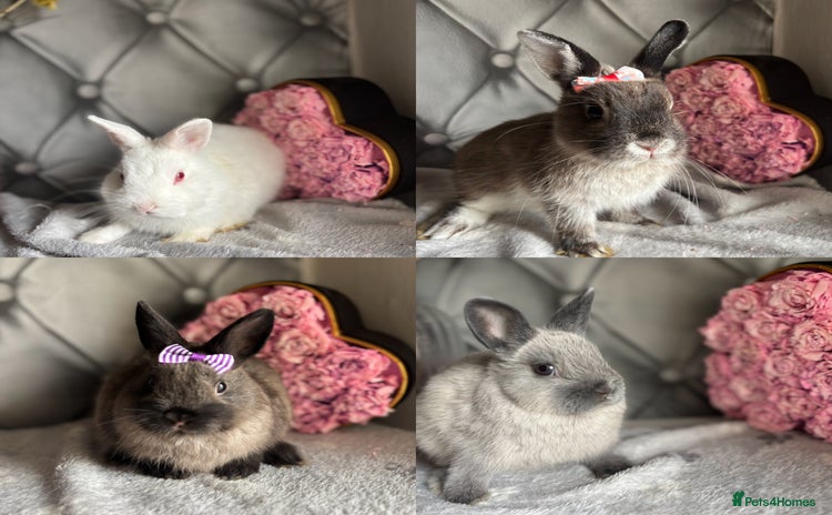 Netherland Dwarf rabbits - Advert 4