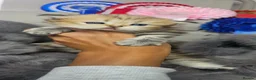 British Shorthair cats for sale: Bsh GOLDEN Chunky Kittens🐱 - Advert 7
