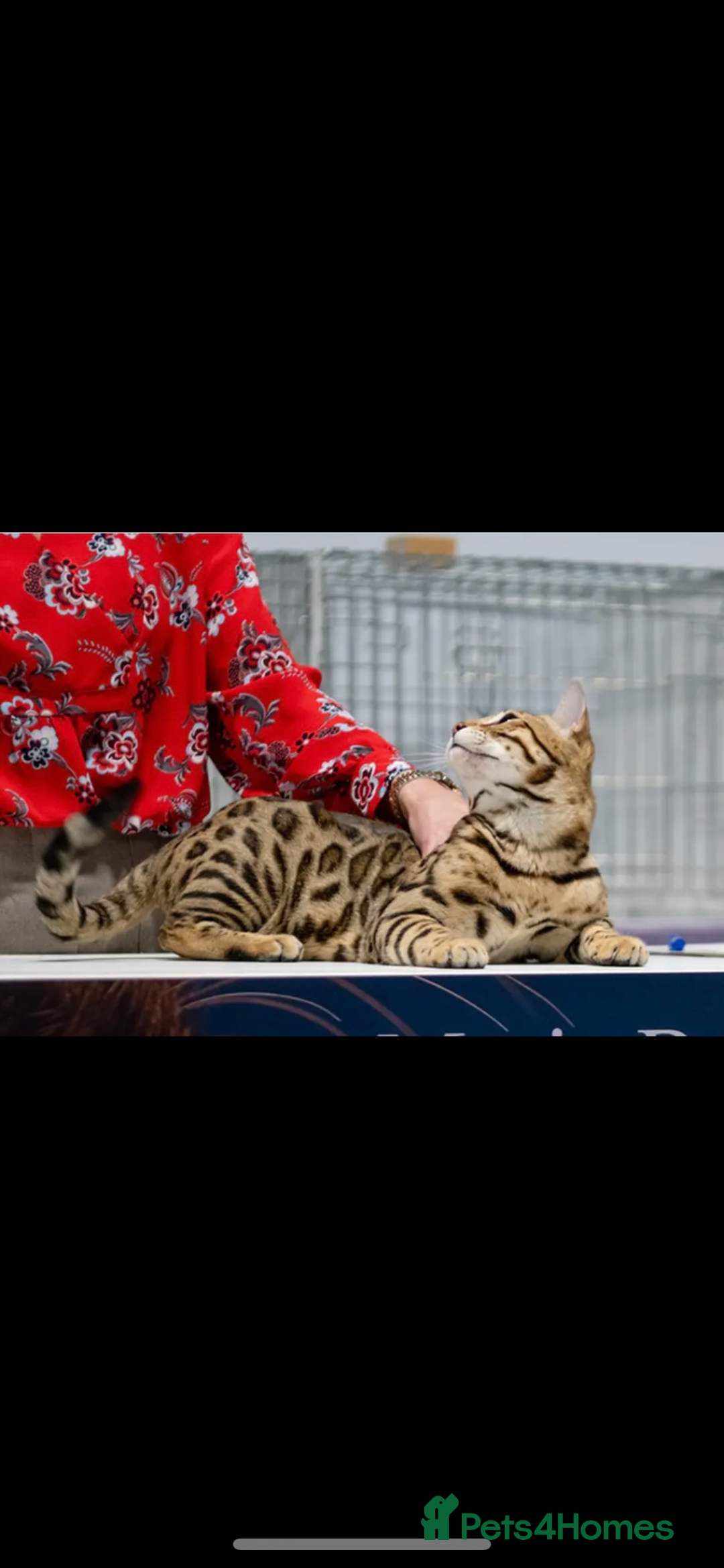 Bengal cats for sale: 😻 🥇 Tica Show Winner 🥳 😻  - Advert 3