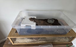 Snake reptiles for sale: Two Snakes for sale - Image 6