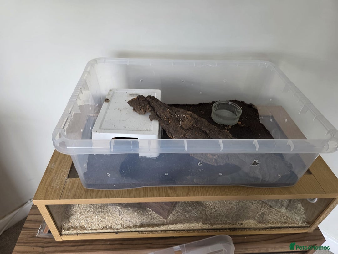 Snake reptiles for sale: Two Snakes for sale - Image 6