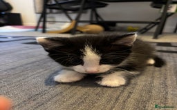 British Longhair cats for sale: Three adorable kittens  - Image 5