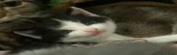 Domestic Shorthair cats for sale: Beautiful kittens  - Advert 16