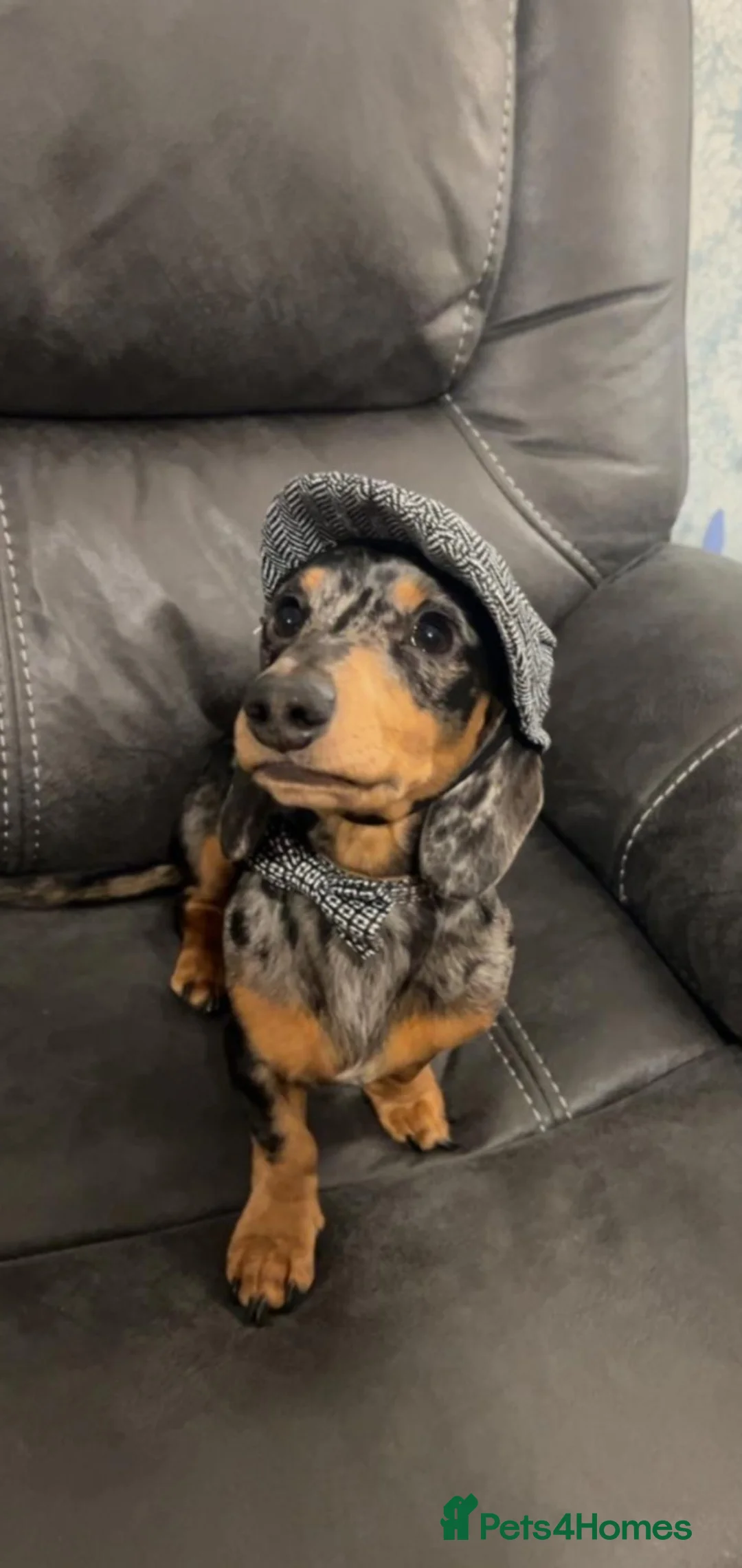 Dachshund dogs for stud: Stud Silver Dapple Dachshund  - Advert 2