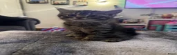 Persian cats for sale: 🐱 5 Adorable Persian Kittens for sale 🐱  - Advert 3