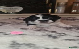 Shih Tzu dogs for sale: Home Raised Shih Tzu Puppies. - Image 6