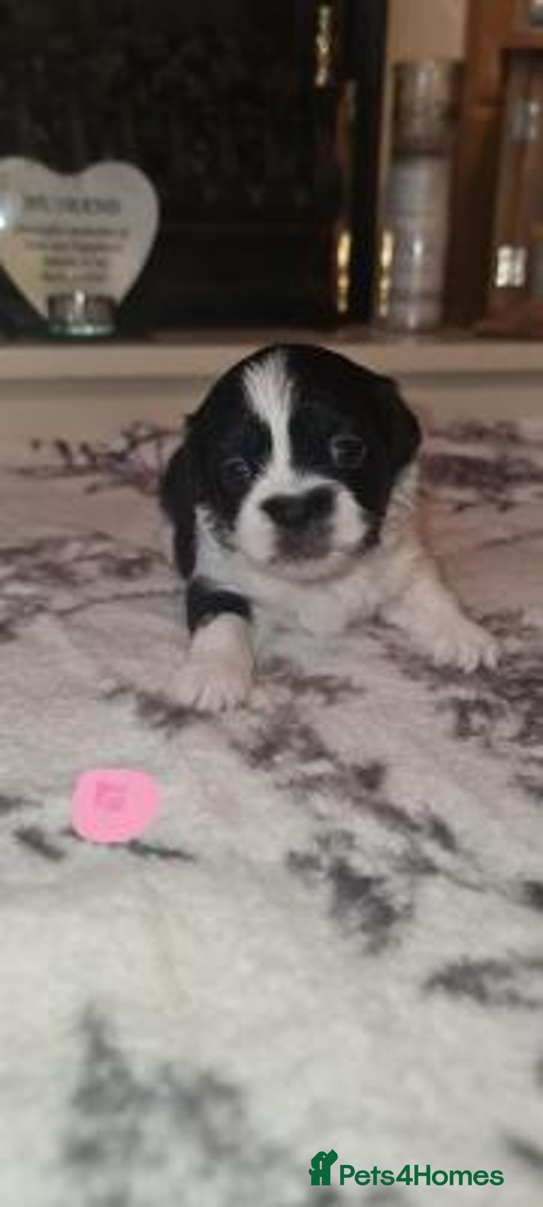 Shih Tzu dogs for sale: Home Raised Shih Tzu Puppies. - Image 6