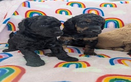 Miniature Poodle dogs for sale: Stunning Red & Phantom Poodles - Image 34