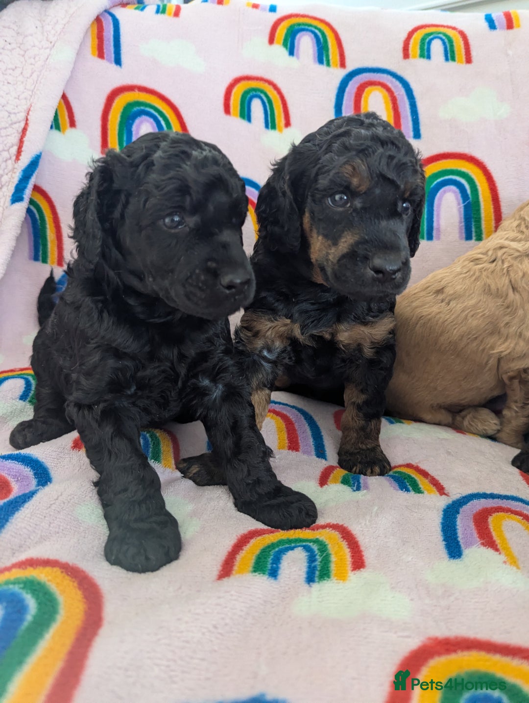 Miniature Poodle dogs for sale: Stunning Red & Phantom Poodles - Image 34