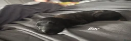 Lurcher dogs for sale: Stunning lurcher puppies in Glasgow - Advert 11