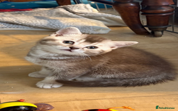 British Shorthair cats for sale: Beautiful silver black tipped girl 💕 - Image 7