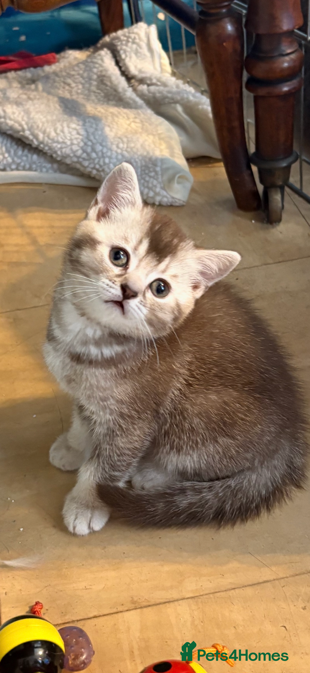 British Shorthair cats for sale: Beautiful silver black tipped girl 💕 - Image 7