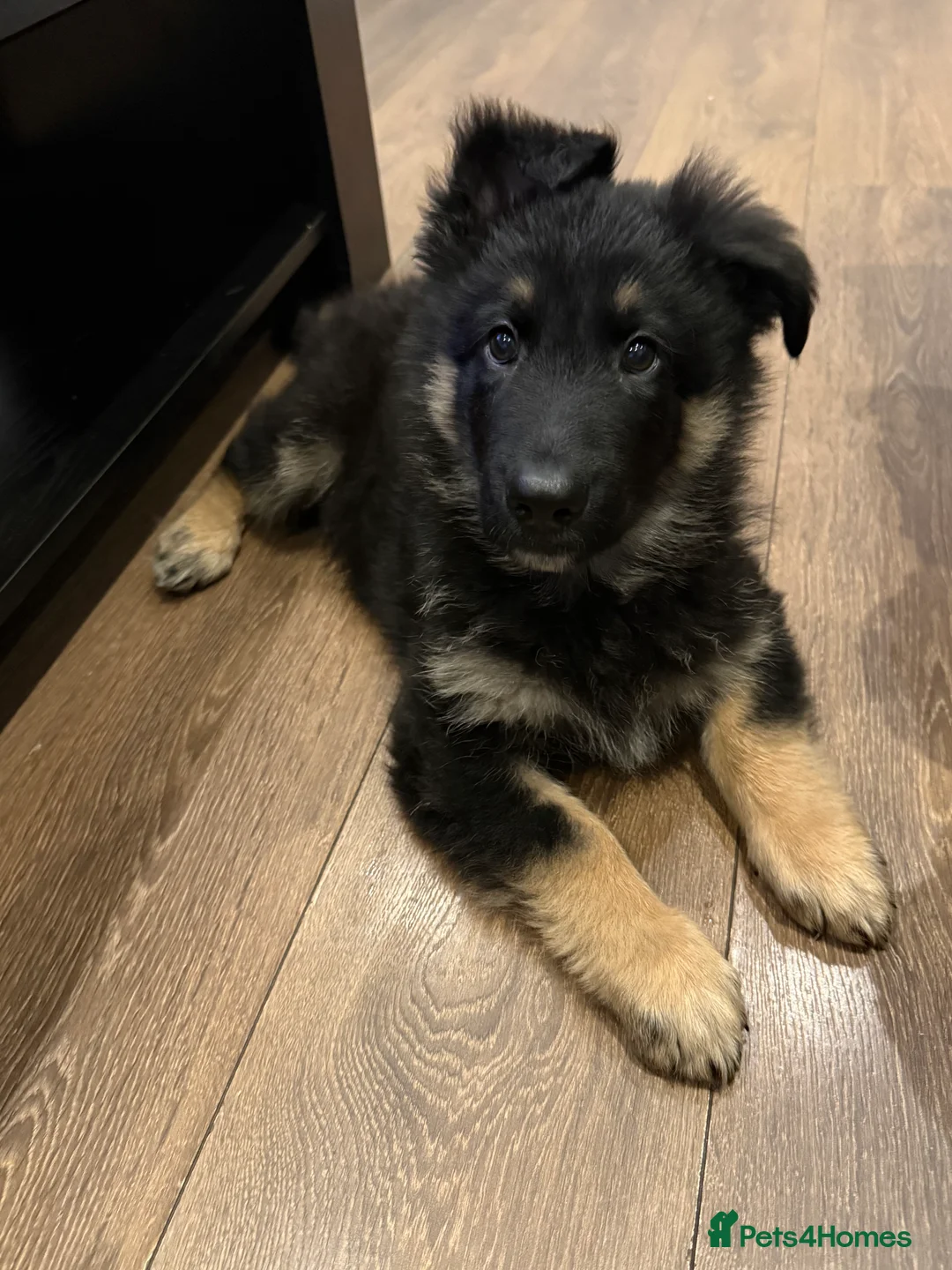 German Shepherd dogs for sale: 11 week old puppy  - Advert 1