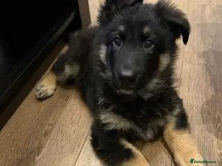 German Shepherd dogs 11 week old puppy - Advert 7