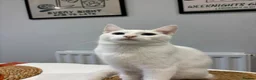 Domestic Shorthair cats for adoption: Boots, gorgeous 6 month old kitten (deaf)  - Advert 1