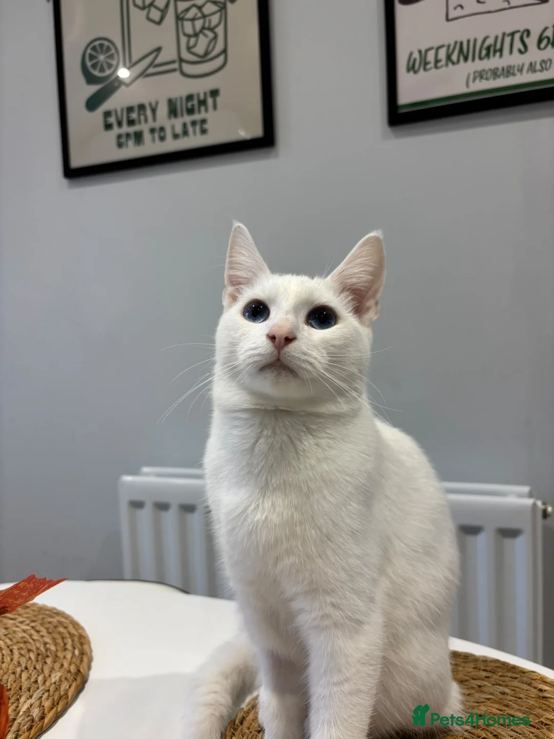 Domestic Shorthair cats for adoption: Boots, gorgeous 6 month old kitten (deaf)  - Advert 1