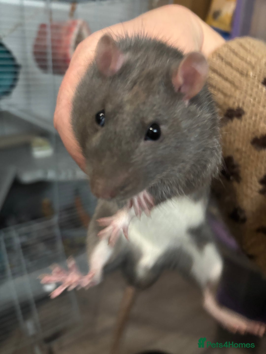 Rat rodents for sale: 2 friendly male rats for sale - Advert 2