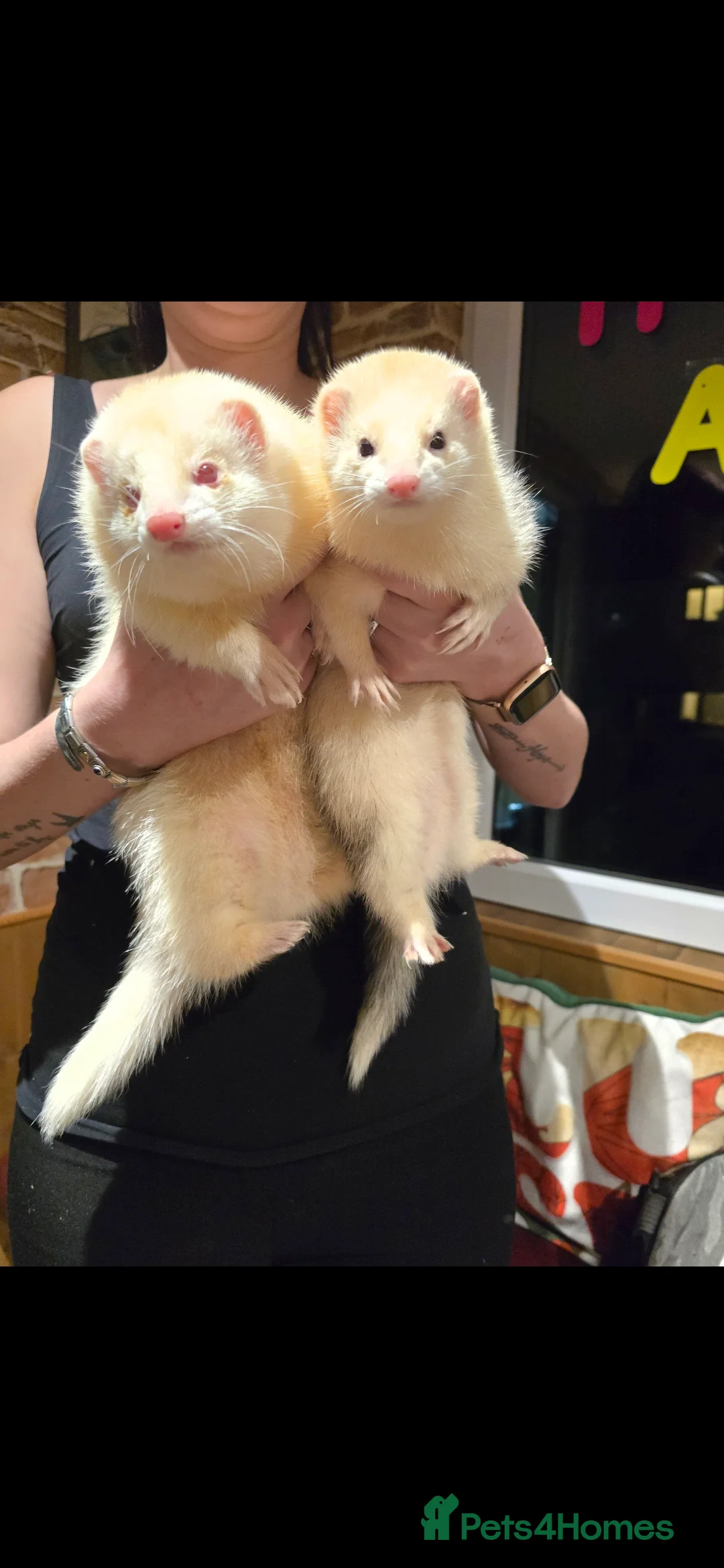 Ferret rodents for sale: 3 ferrets to go together - Advert 5