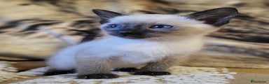 Siamese Kitten 1