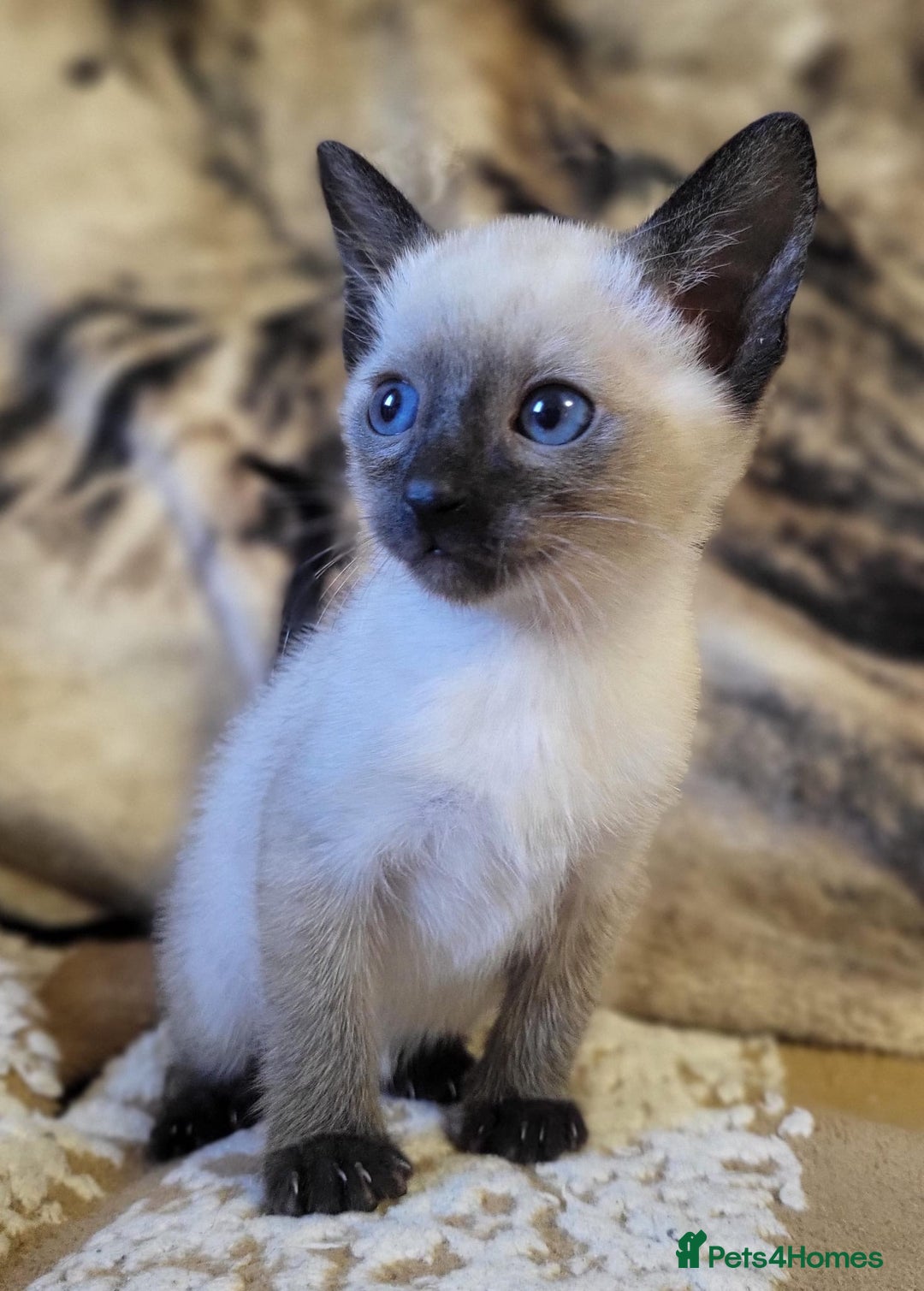 Siamese cats for sale: Seal point Siamese kittens - Advert 3