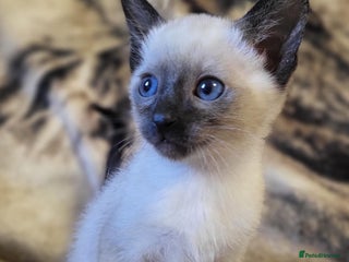 Siamese cats Seal point Siamese kittens - Advert 5