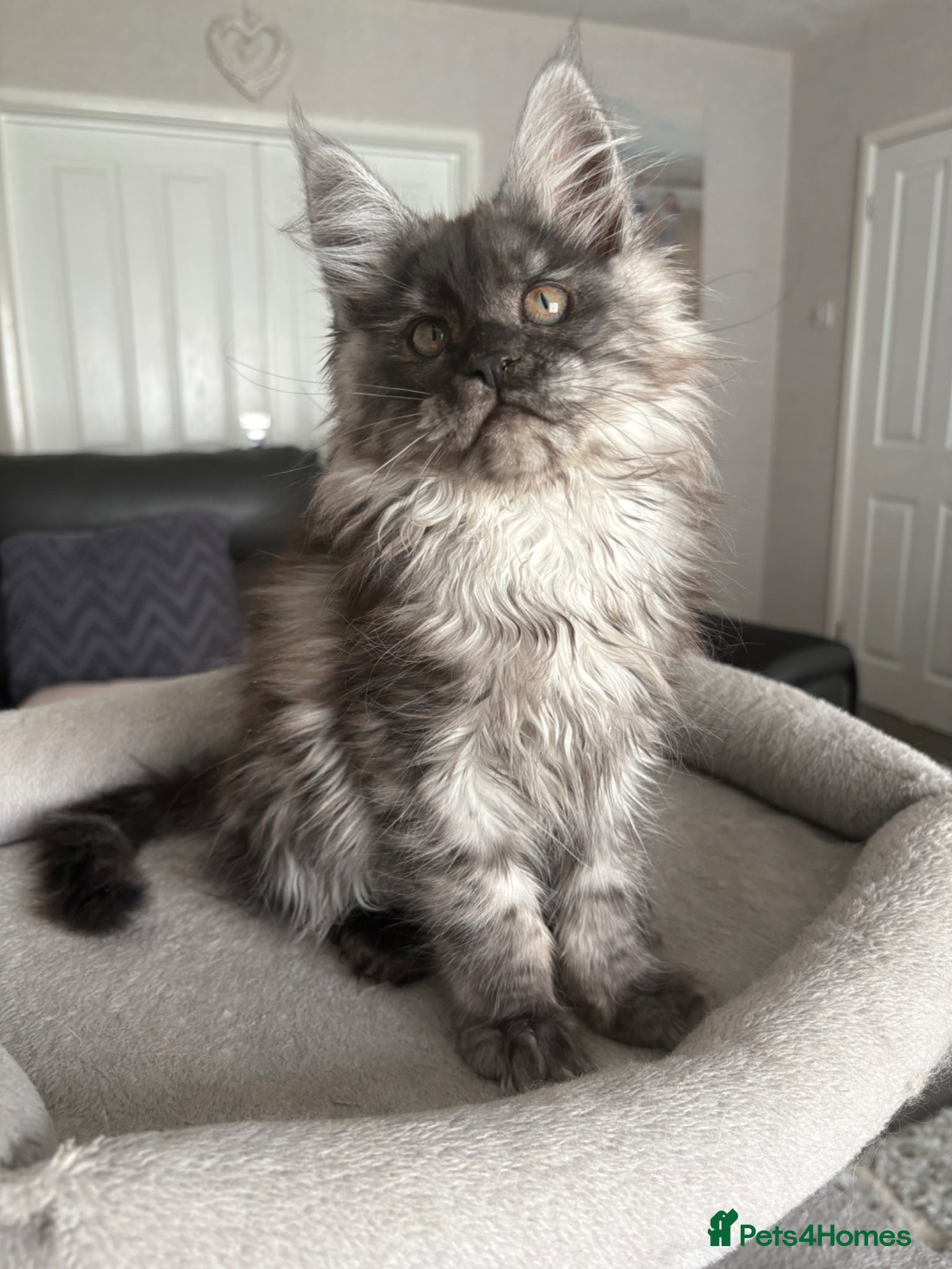 Maine Coon cats Beautiful TICA registered Maine Coon Kittens,  - Advert 11