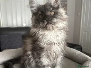 Maine Coon cats Beautiful TICA registered Maine Coon Kittens, - Advert 1