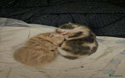 Ragdoll cats for sale: 🎄 Rare Ragdoll Kittens – Ready for Christmas! 🎄 - Advert 7