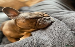 French Bulldog dogs for sale: Fawn/Blue Male French Bulldog - Advert 5