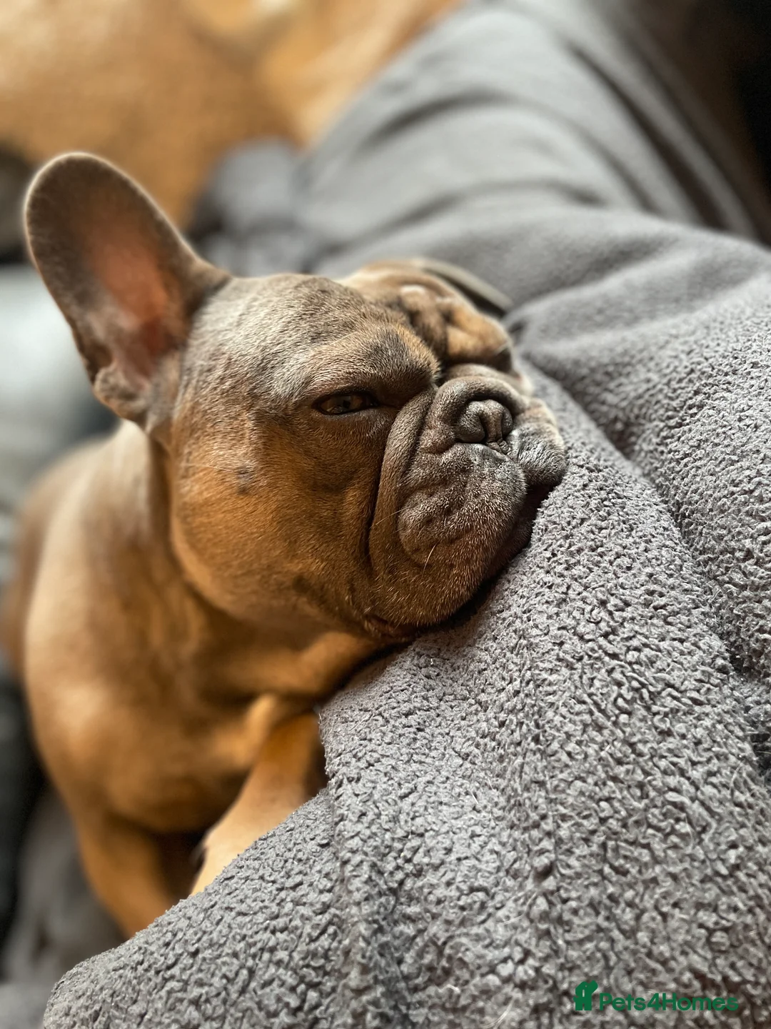 French Bulldog dogs for sale: Fawn/Blue Male French Bulldog - Advert 5