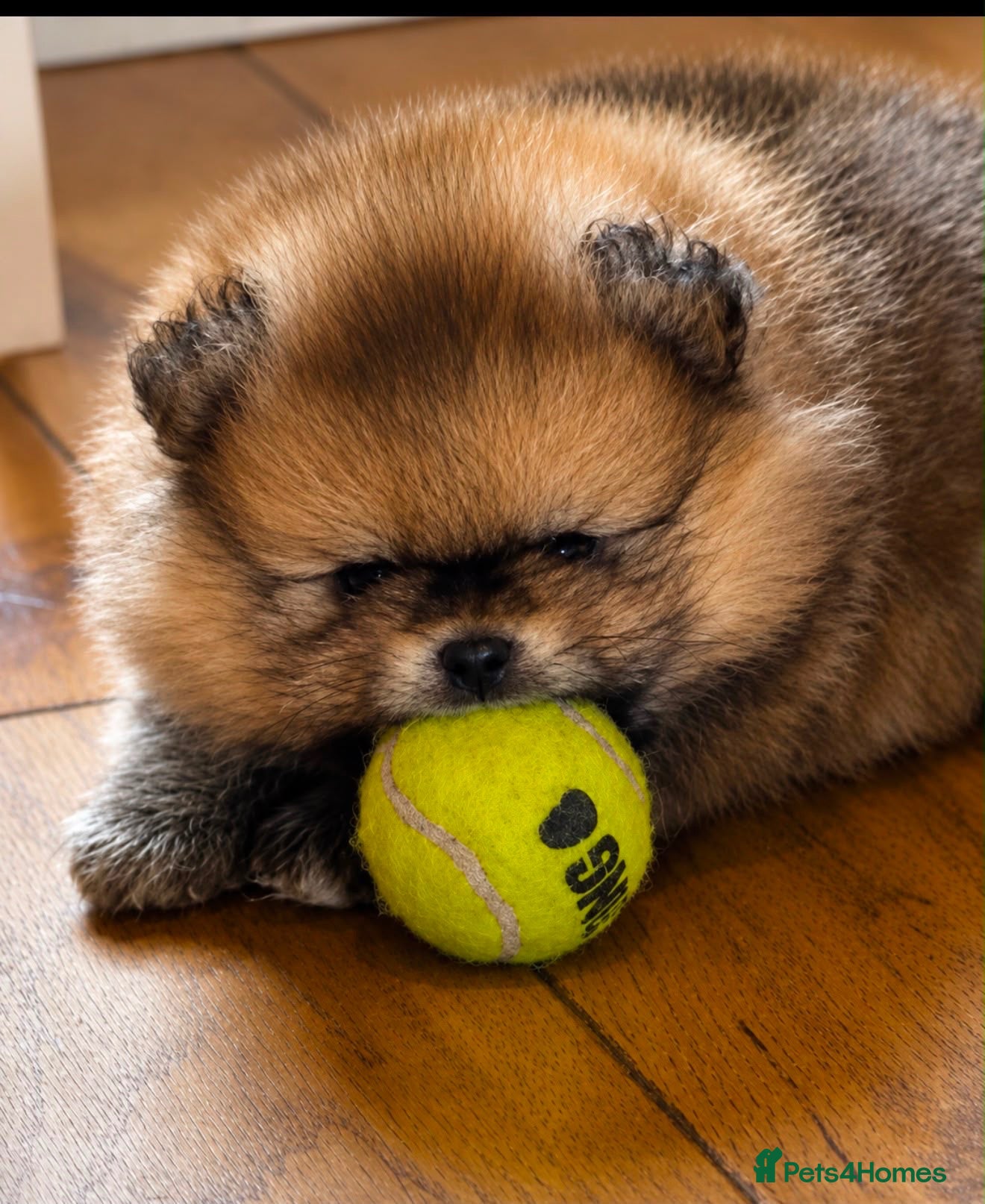 Pomeranian dogs Beautiful KC registered Teddy Bear Pom boy - Advert 2