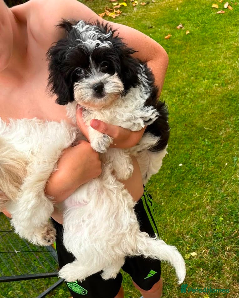 Shihpoo dogs Small Shih-poo Puppies - Advert 1