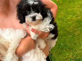 Shihpoo dogs Small Shih-poo Puppies - Advert 1