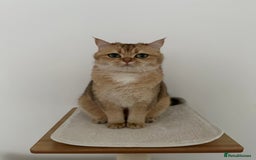 British Shorthair cats for sale: Beautiful golden BSH looking for a loving home - Image 3
